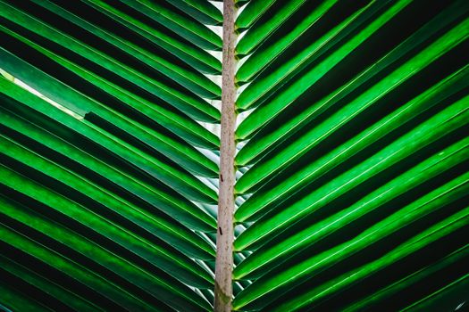 Selective focus closed up tropical summer green coconut or palm leaf dark tone background