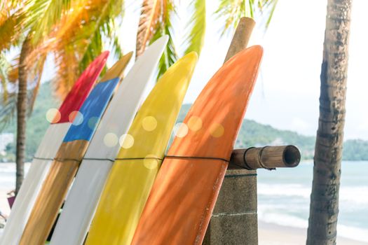 Many surfboards beside coconut trees at summer beach with sun light and blue sky background.