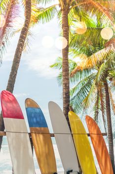 Many surfboards beside coconut trees at summer beach with sun light and blue sky background.