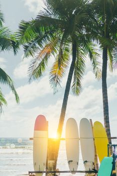 Many surfboards beside coconut trees at summer beach with sun light and blue sky background.