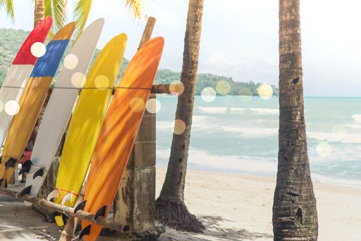 Many surfboards beside coconut trees at summer beach with sun light and blue sky background.