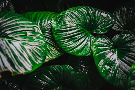 Selective focus closed up tropical summer green leaf dark tone background