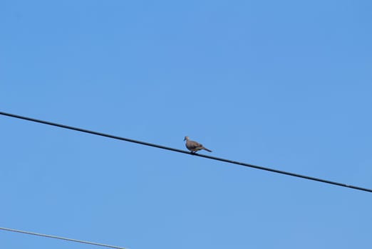 Bird on electric cable on blue sky background.