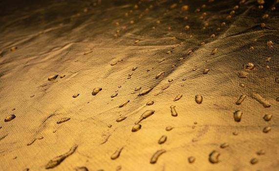 Rolling water droplets on light golden background.