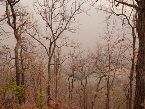 View of dry trees on a mountain in the summer with smog in northern Thailand. Air pollution that affects health.