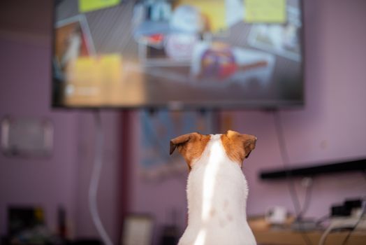 Dog watching television shot from behind
