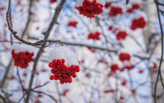 Snow-covered branches of red mountain ash on a cold winter day.