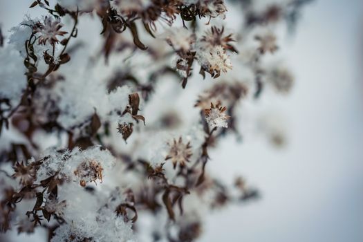 Dry plant covered with snow on a frosty winter day in the outdoor.