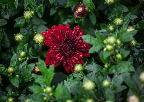 Flower of chrysanthemum in drops after a rain close up.