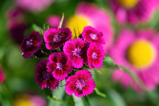 Bright flowers of alpine carnations close-up in the garden.