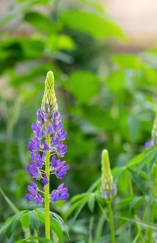 lupin flower on a blurred background.