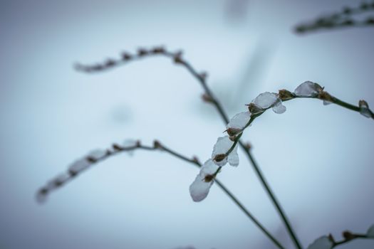 Dry plant covered with snow on a frosty winter day in the outdoor.