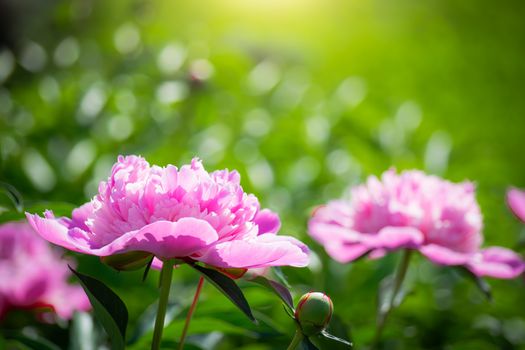 Pink peony flower against the rays of the setting sun on a summer day.