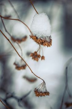 Dry plant covered with snow on a frosty winter day in the outdoor.