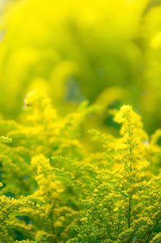 Flowering goldenrod - a medicinal, ornamental and honey plant.