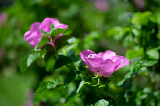 Blooming pink wild rose spring day close-up on a blurred background.