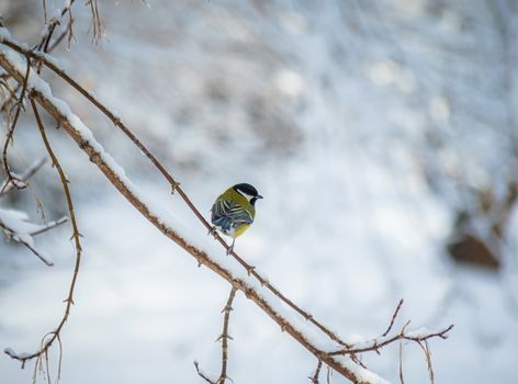 Titmouse on a snowy winter day sitting on a tree branch.