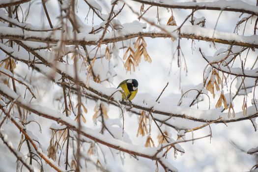 Titmouse on a snowy winter day sitting on a tree branch.