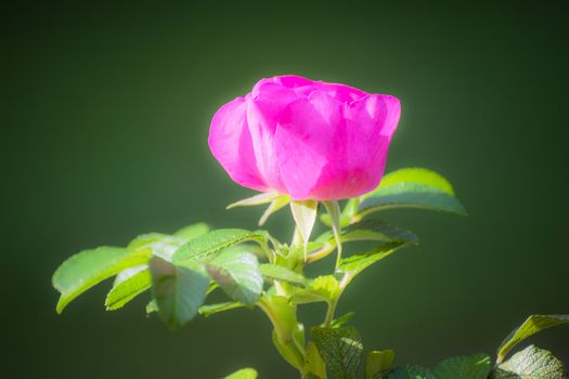 Blooming pink wild rose spring day close-up on a blurred background.