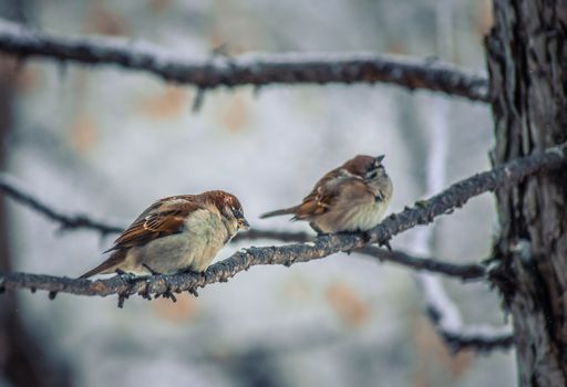 sparrow on a winter day sitting on a tree branch.