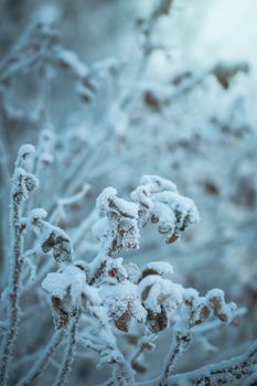 Dry plant covered with snow on a frosty winter day in the outdoor.