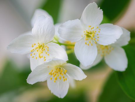 Twig with white jasmine flower close-up in spring on a blur background.