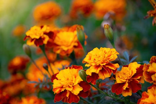 Close-up flowers of a marigold on a sunny day outdoors.