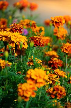 Close-up flowers of a marigold on a sunny day outdoors.