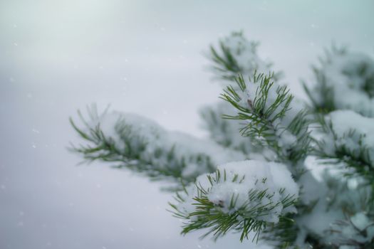 Fir branch in snow on a frosty winter day.