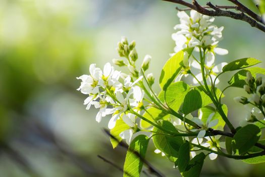 Branch of a tree with white flowers close-up in spring on a sunny day.