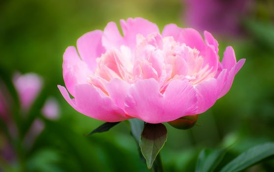 Pink peony flower against the rays of the setting sun on a summer day.