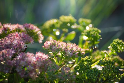 Blooming pink spirea on a spring day close-up outdoors.