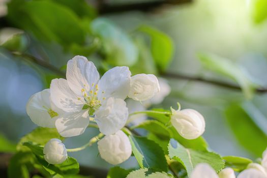 Branch of a blossoming apple tree in white flowers against the sky