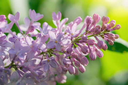 Branch of blossoming lilac on a sunny day close up on a blurred background.