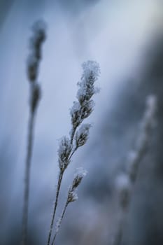 Dry plant covered with snow on a frosty winter day in the outdoor.