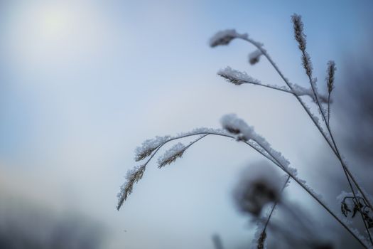 Dry plant covered with snow on a frosty winter day in the outdoor.