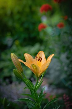 Wet flower of yellow lily after the rain.