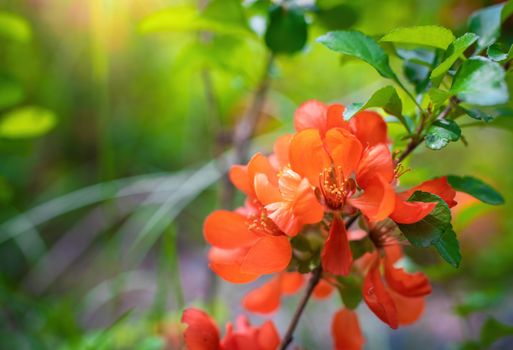 Blooming Japanese quince with bright flowers outdoors in spring day close up