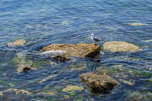 seaside cliffs and seaweeds