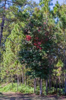 Acer calcaratum Gagnep. That is changing colors From green to red in winter