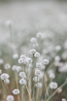 Silver button flower at Phu Kradueng National Park, Loei, Thailand.