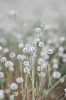 Silver button flower at Phu Kradueng National Park, Loei, Thailand.