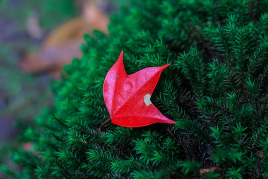 Bright red maple leaves in winter at Phu Kradueng National Park, Loei Province, Thailand.