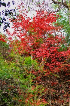 Bright red maple leaves in winter at Phu Kradueng National Park, Loei Province, Thailand.