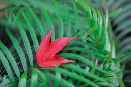 Bright red maple leaves in winter at Phu Kradueng National Park, Loei Province, Thailand.