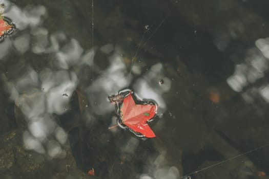 Bright red maple leaves in winter at Phu Kradueng National Park, Loei Province, Thailand.