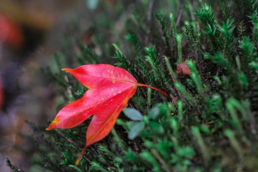 Bright red maple leaves in winter at Phu Kradueng National Park, Loei Province, Thailand.