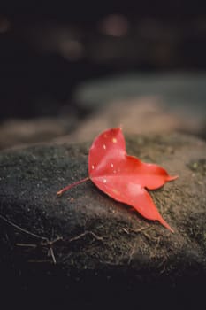 Bright red maple leaves in winter at Phu Kradueng National Park, Loei Province, Thailand.