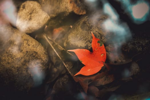 Bright red maple leaves in winter at Phu Kradueng National Park, Loei Province, Thailand.