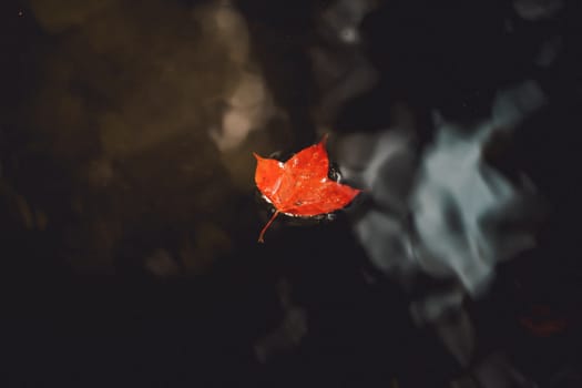 Bright red maple leaves in winter at Phu Kradueng National Park, Loei Province, Thailand.